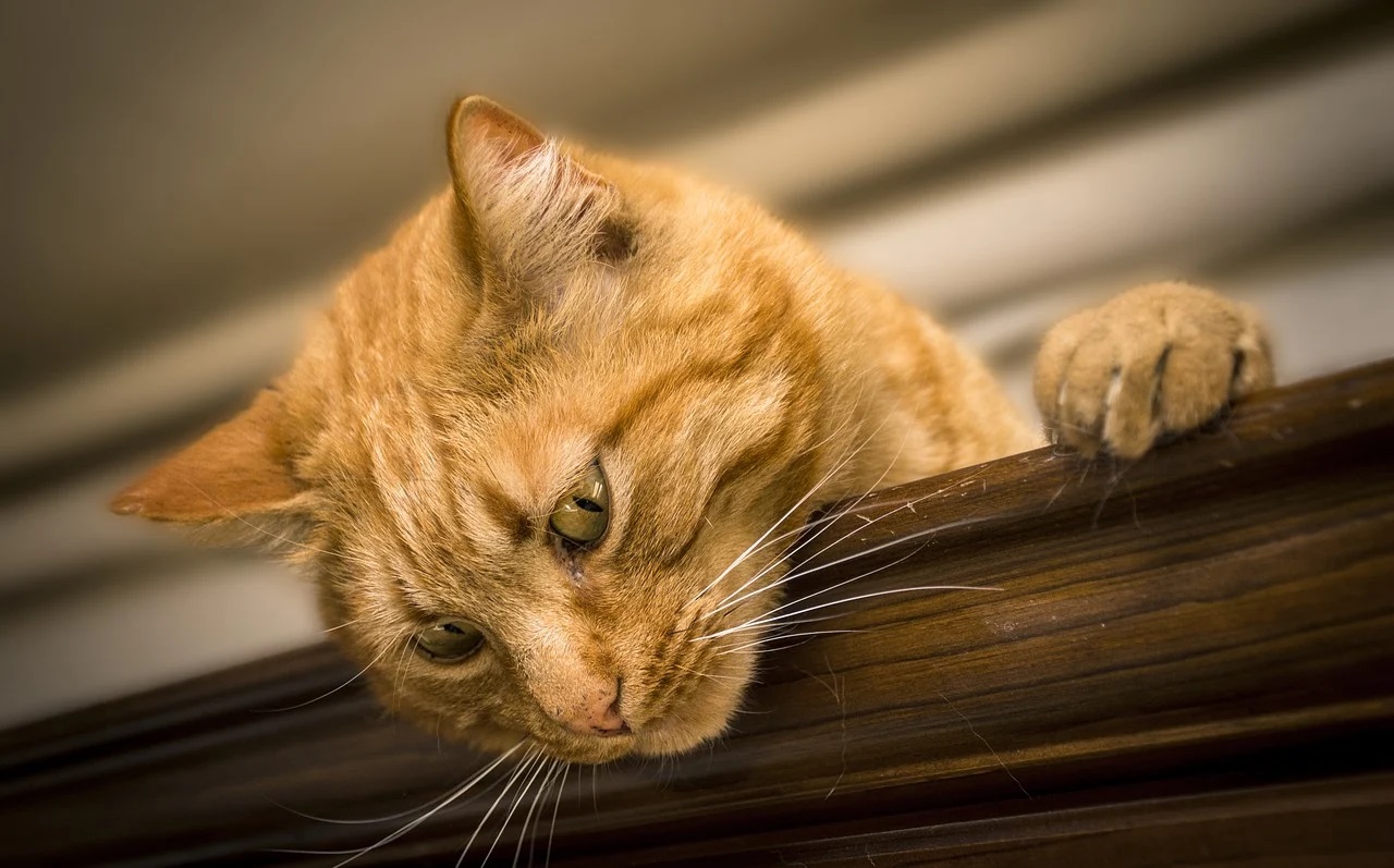 Comment assurer une vie épanouie à votre chat ?