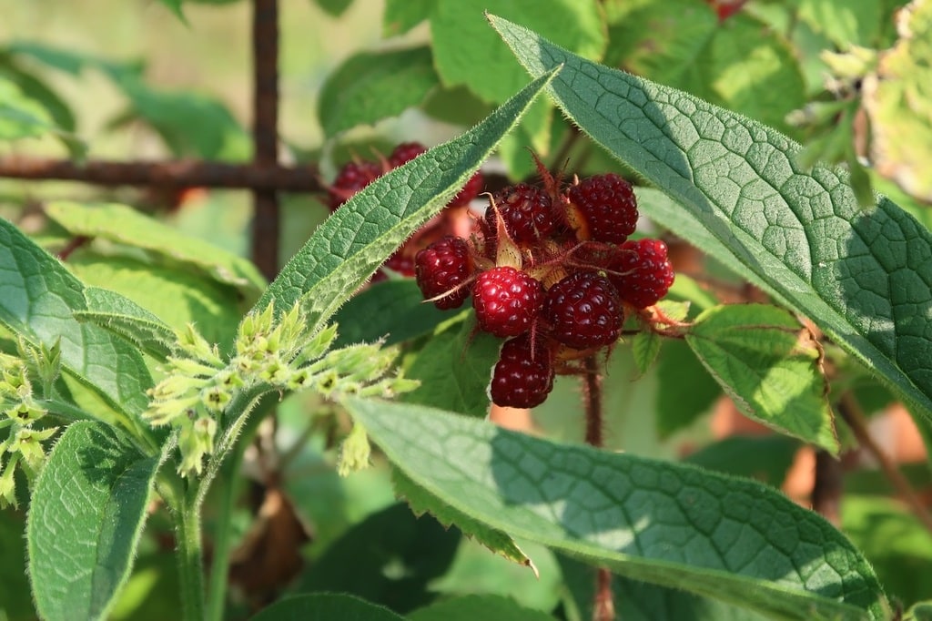 Tout savoir sur la culture de la pomme de terre Charlotte