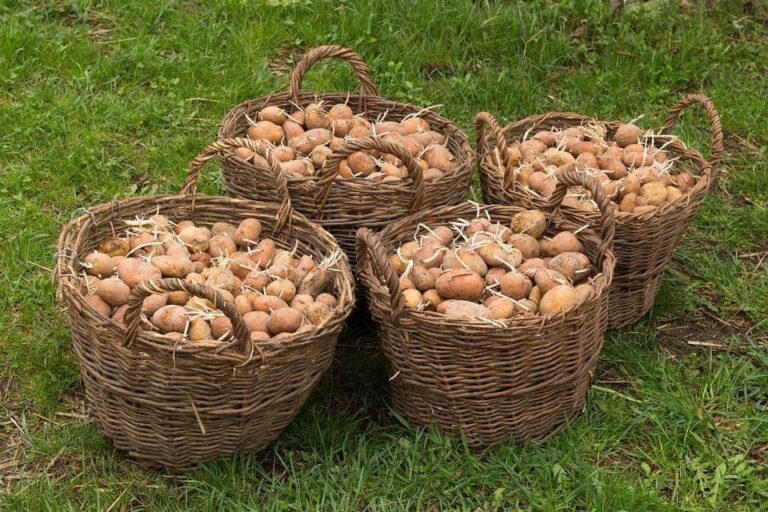 Tout savoir sur la culture de la pomme de terre Charlotte